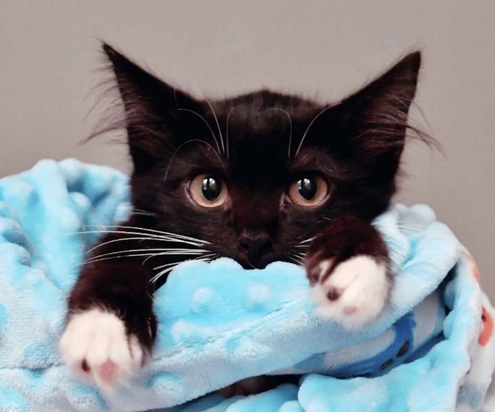 tuxedo kitten purrito